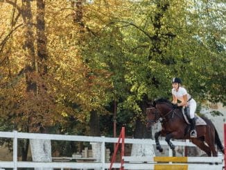 Hästsporten – en sport som engagerar fler och fler